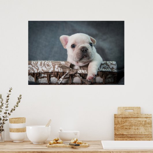 Poster Animaux de bébés cutest | French Bulldog (Cuisine)