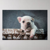 Poster Animaux de bébés cutest | French Bulldog (Devant)
