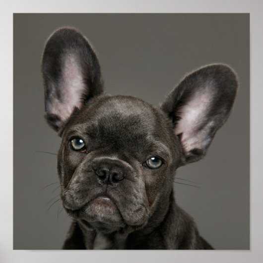 Poster Animaux de bébés cutest | French Bulldog (Devant)