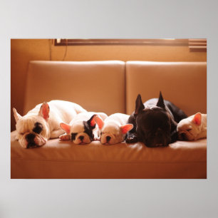 Poster Animaux de bébés cutest French Bulldog Family