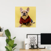 Poster Animaux de bébés cutest | French Bulldog habillé (Bureau à domicile)