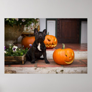 Poster Animaux de bébés cutest French Bulldog Halloween