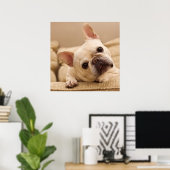 Poster Animaux de bébés cutest | French Bulldog Head Tilt (Bureau à domicile)