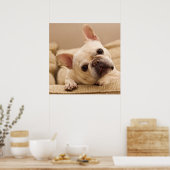 Poster Animaux de bébés cutest | French Bulldog Head Tilt (Cuisine)