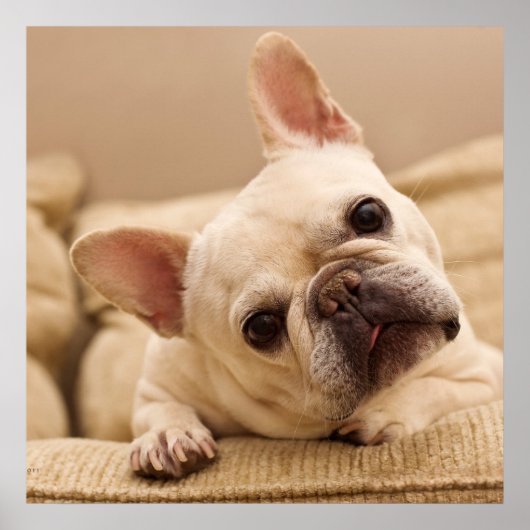Poster Animaux de bébés cutest | French Bulldog Head Tilt (Devant)