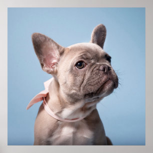 Poster Animaux de bébés cutest   French Bulldog Pink Bow