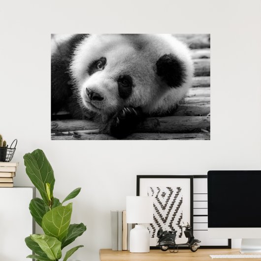 Poster Animaux de bébés cutest | Giant Panda Bear Cub (Bureau à domicile)
