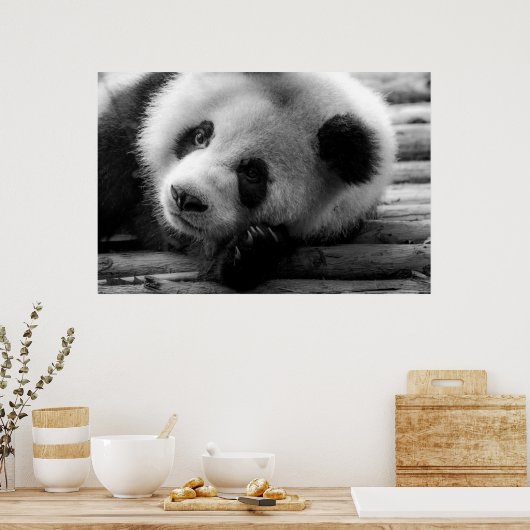 Poster Animaux de bébés cutest | Giant Panda Bear Cub (Cuisine)