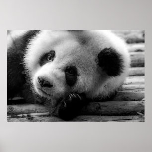 Poster Animaux de bébés cutest   Giant Panda Bear Cub