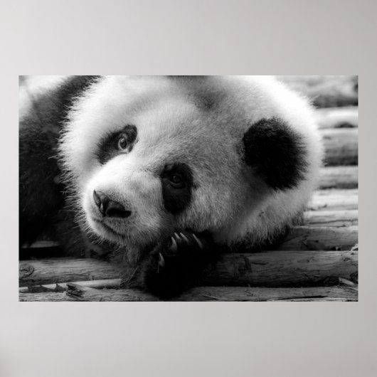 Poster Animaux de bébés cutest | Giant Panda Bear Cub (Devant)