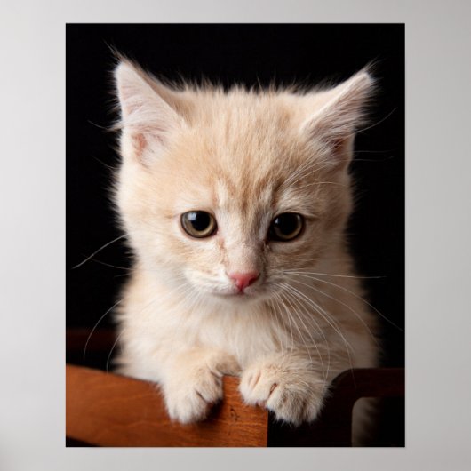 Poster Animaux de bébés cutest | Ginger Kitten (Devant)