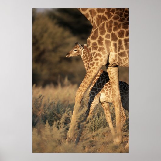 Poster Animaux de bébés cutest | Girafe bébé et parent (Devant)
