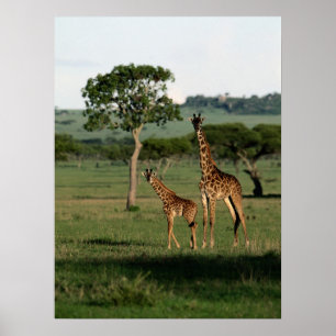 Poster Animaux de bébés cutest Giraffe Calf & Mama
