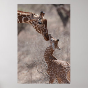 Poster Animaux de bébés cutest   Giraffe mère et bébé
