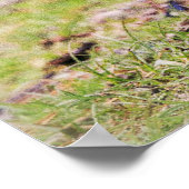 Poster Animaux de bébés cutest | Goélands d'oies canadien (Coin)