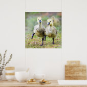 Poster Animaux de bébés cutest | Goélands d'oies canadien (Cuisine)