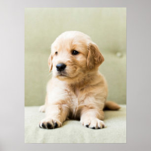 Poster Animaux de bébés cutest   Golden Retriever Puppy