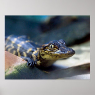 Poster Animaux de bébés cutest   Jeune alligator
