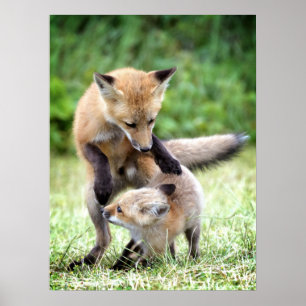 Poster Animaux de bébés cutest Kit et maman Fox adorabl
