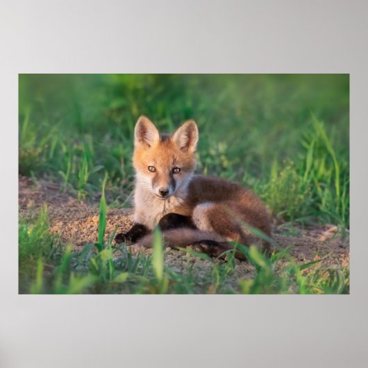 Poster Animaux de bébés cutest | Kit Red Fox Relaxant (Devant)
