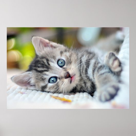 Poster Animaux de bébés cutest | Kitten aux yeux bleus (Devant)