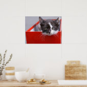 Poster Animaux de bébés cutest | Kitten noir et blanc (Cuisine)