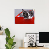 Poster Animaux de bébés cutest | Kitten noir et blanc (Bureau à domicile)