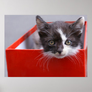 Poster Animaux de bébés cutest   Kitten noir et blanc