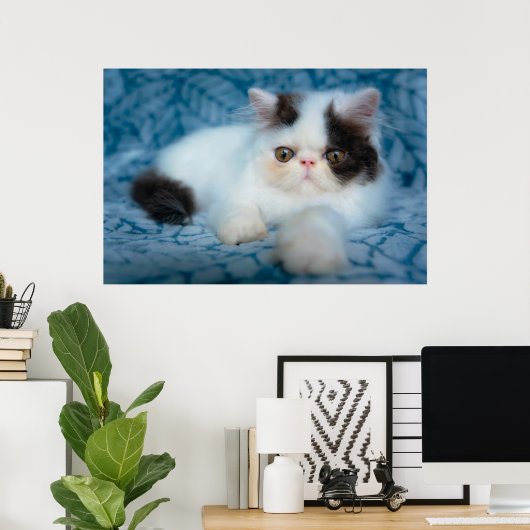 Poster Animaux de bébés cutest | Kitten noir et blanc (Bureau à domicile)