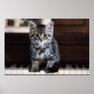 Poster Animaux de bébés cutest   Kitten sur Touches de pi