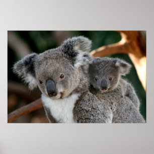 Poster Animaux de bébés cutest   Koala et Joey