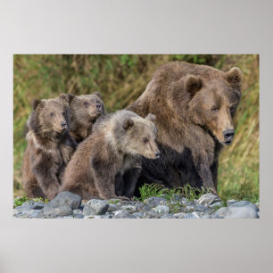 Poster Animaux de bébés cutest Kodiak Mama Bear & Cubs