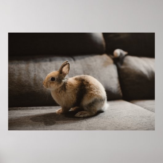 Poster Animaux de bébés cutest | Lapin nain de Pays-Bas (Devant)