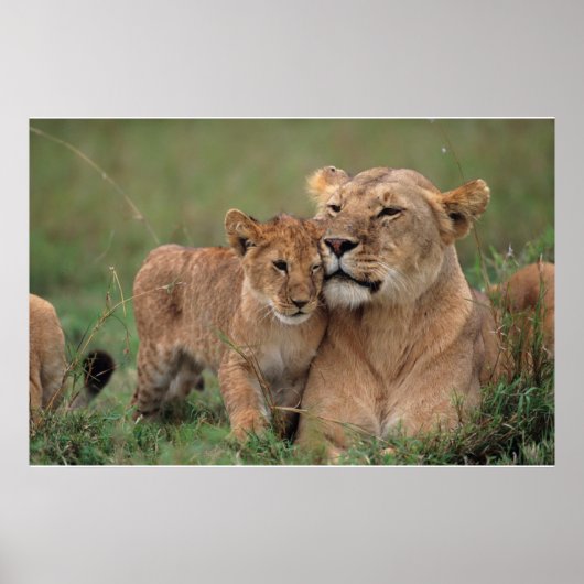 Poster Animaux de bébés cutest | Lion Cub & Mother (Devant)