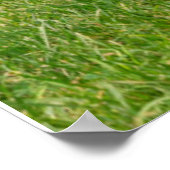 Poster Animaux de bébés cutest | Little Fawn (Coin)