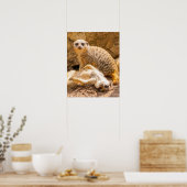 Poster Animaux de bébés cutest | Meerkats joueurs (Cuisine)