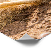 Poster Animaux de bébés cutest | Meerkats joueurs (Coin)