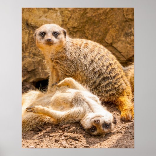 Poster Animaux de bébés cutest | Meerkats joueurs (Devant)