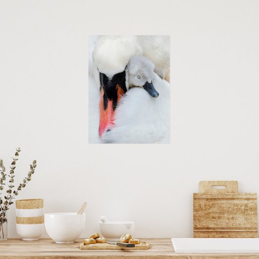 Poster Animaux de bébés cutest | Mère et bébé Mute Swan (Cuisine)