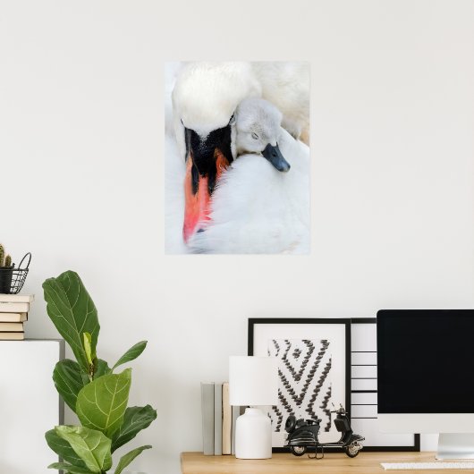 Poster Animaux de bébés cutest | Mère et bébé Mute Swan (Bureau à domicile)
