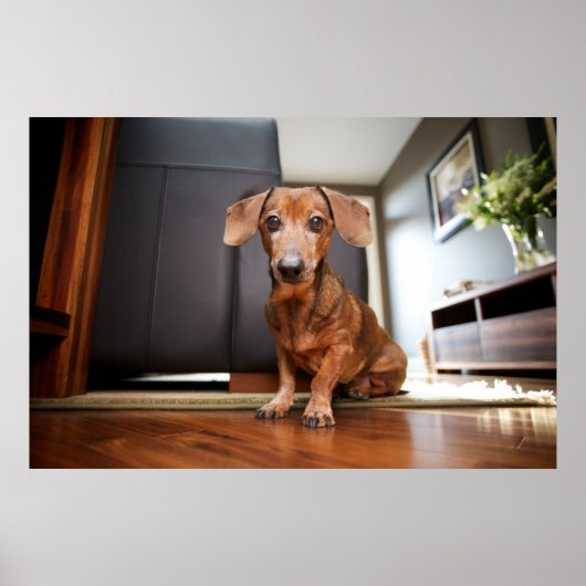 Poster Animaux de bébés cutest | Mini chiot (Devant)