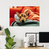 Poster Animaux de bébés cutest | Miniature Pinscher (Bureau à domicile)