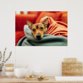 Poster Animaux de bébés cutest | Miniature Pinscher (Cuisine)