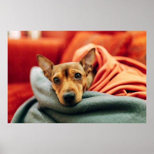 Poster Animaux de bébés cutest | Miniature Pinscher (Devant)