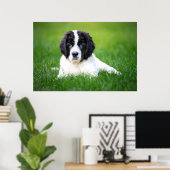 Poster Animaux de bébés cutest | Newfoundland Puppy (Bureau à domicile)