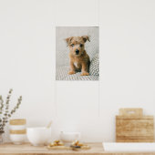 Poster Animaux de bébés cutest | Norfolk Terrier Puppy (Cuisine)