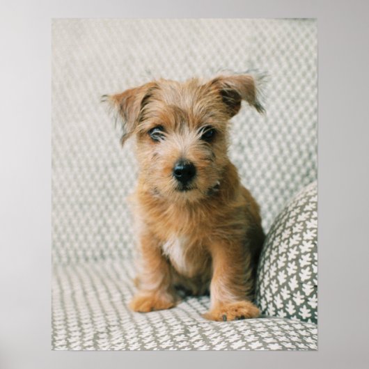 Poster Animaux de bébés cutest | Norfolk Terrier Puppy (Devant)