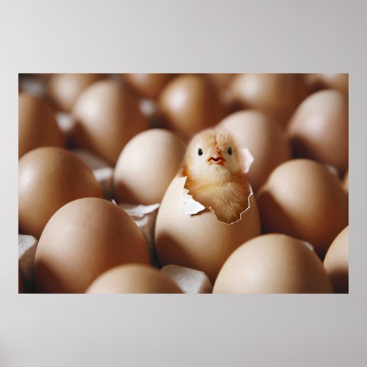 Poster Animaux de bébés cutest | Nouveau bébé poussin (Devant)