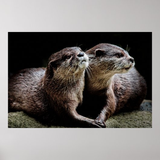 Poster Animaux de bébés cutest | Otters tenant les mains (Devant)
