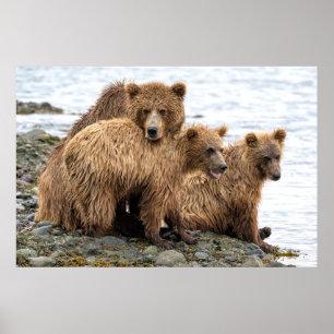 Poster Animaux de bébés cutest Ours et oursons
